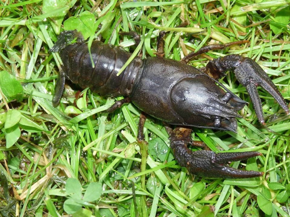 L’écrevisse à pattes rouges (Astacus astacus)