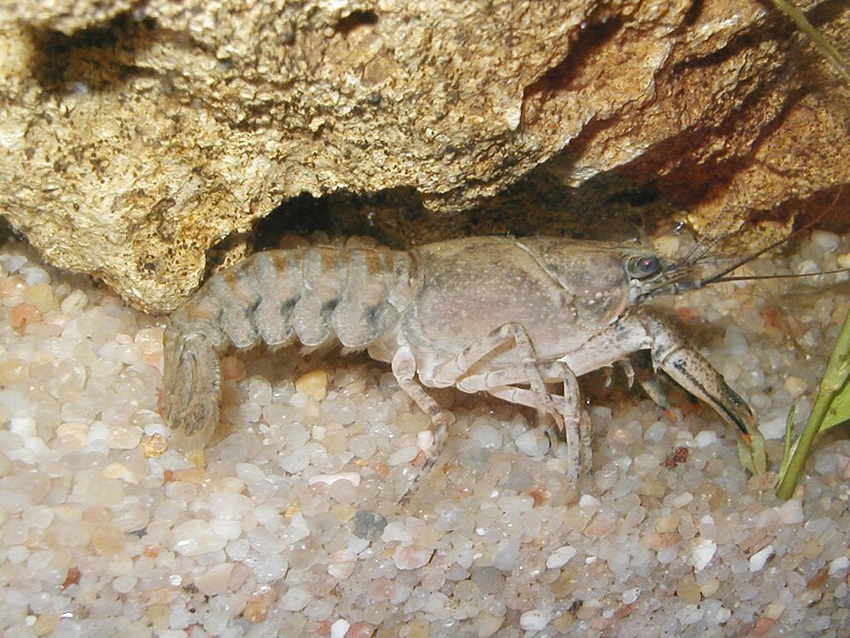 L'écrevisse à pattes blanches (Austropotamobius pallipes)