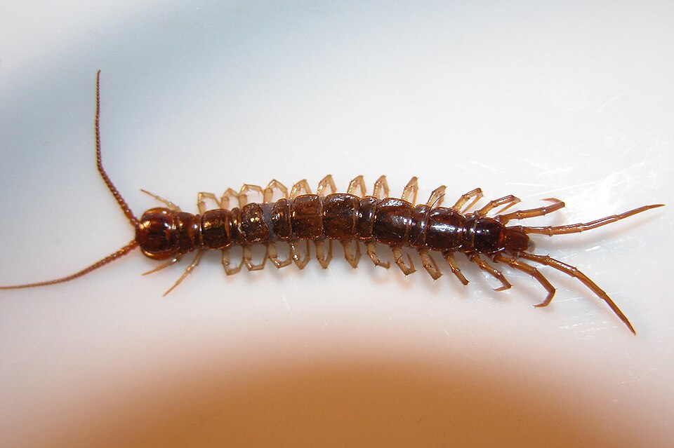 La lithobie à pinces (Lithobius forficatus)