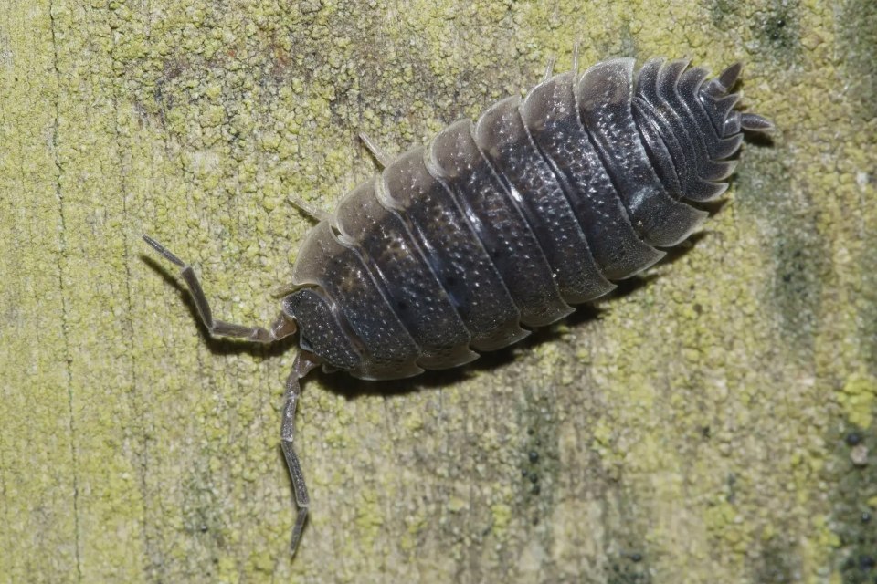 Le cloporte rugueux (Porcellio scaber)