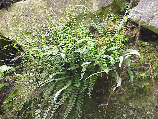 La capillaire (Asplenium trichomanes)