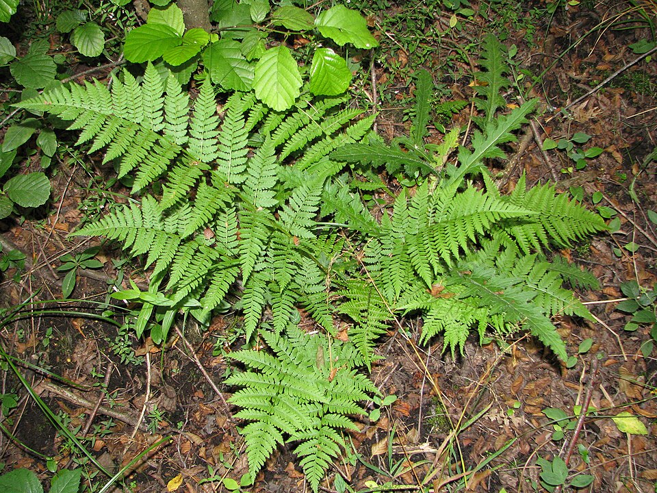 La fougère des Chartreux (Dryopteris carthusiana)