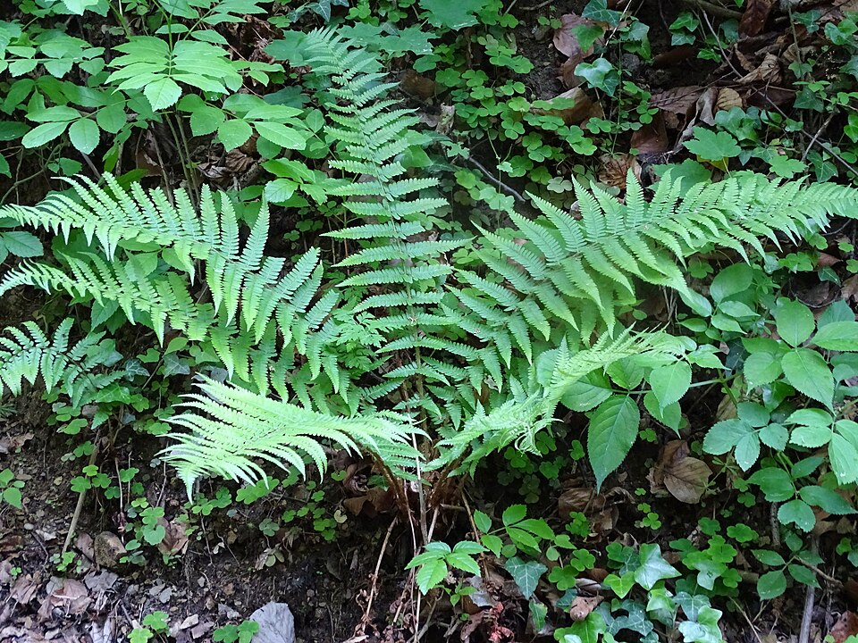 La fougère mâle (Dryopteris filix-mas)