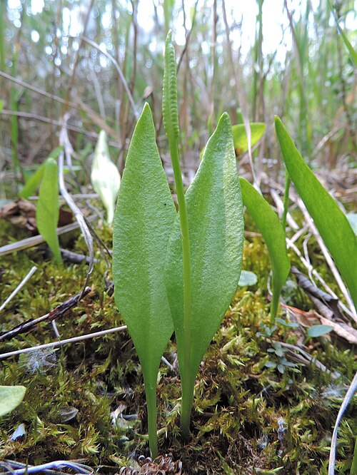 L'ophioglosse (Ophioglossum vulgatum)