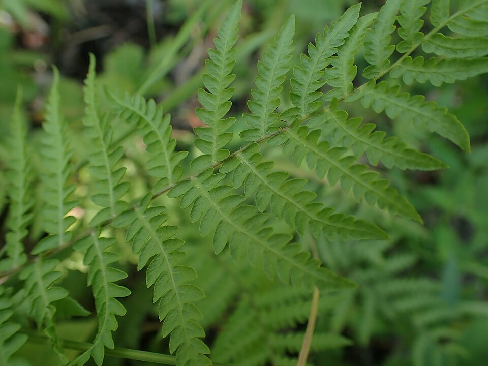 La fougère des marais (Thelypteris palustris)