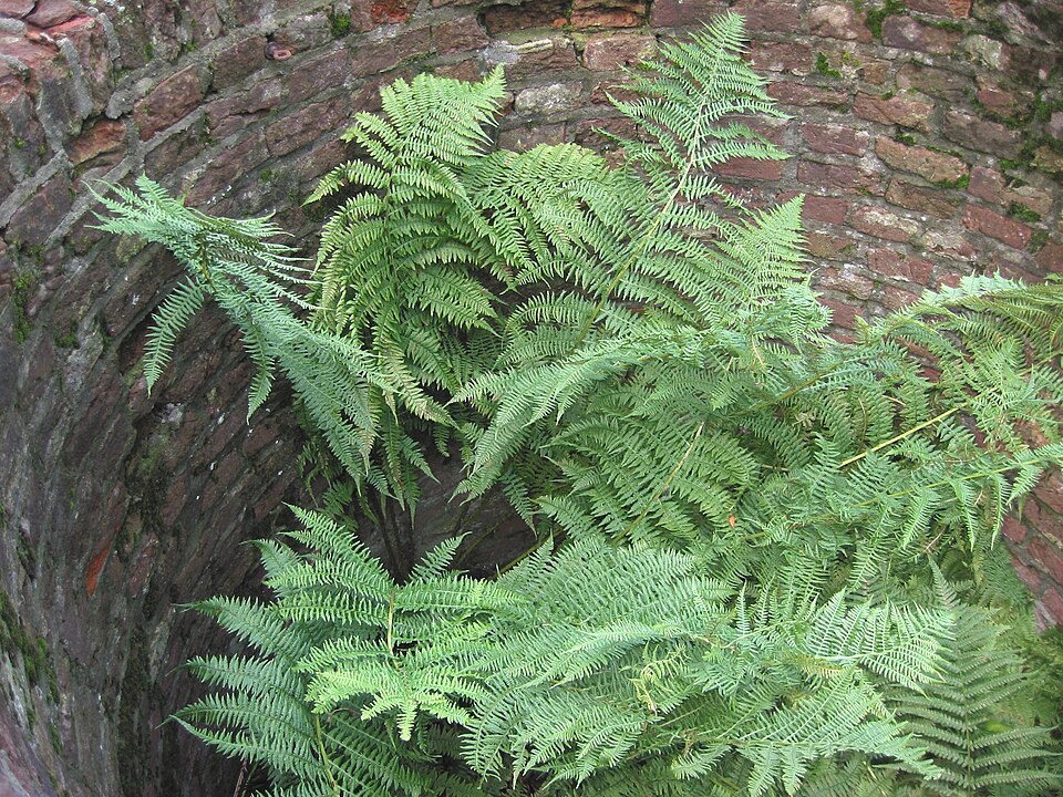 La fougère femelle (Athyrium filix-femina)
