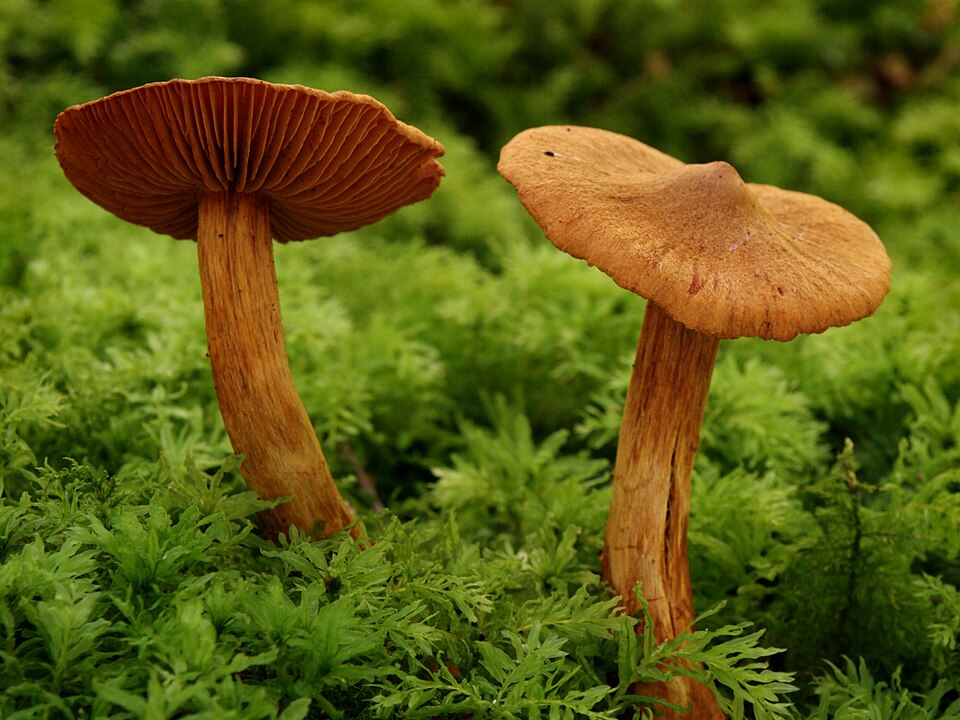 Le cortinaire superbe (Cortinarius rubellus)