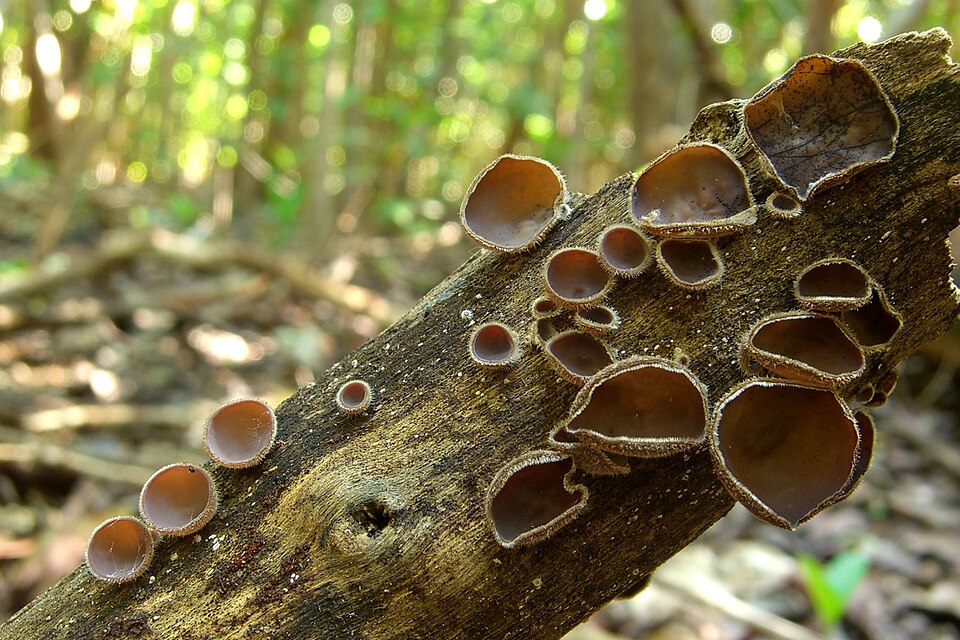 L'oreille poilue (Auricularia polytricha)