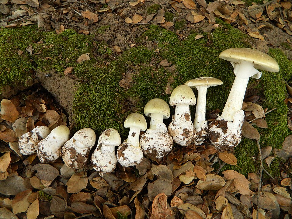 L'amanite phalloïde (Amanita phalloïdes)
