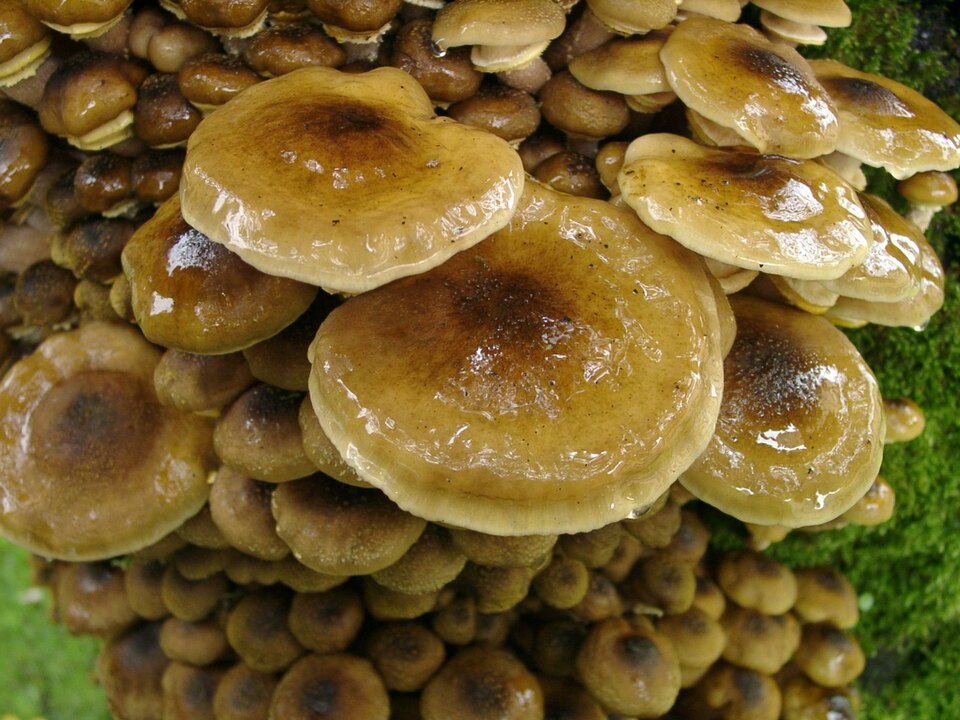 L'armillaire couleur de miel (Armillaria mellea)