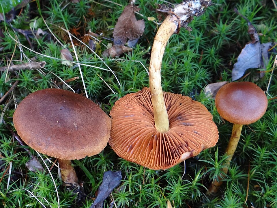 Le cortinaire des marais (Cortinarius uliginosus)