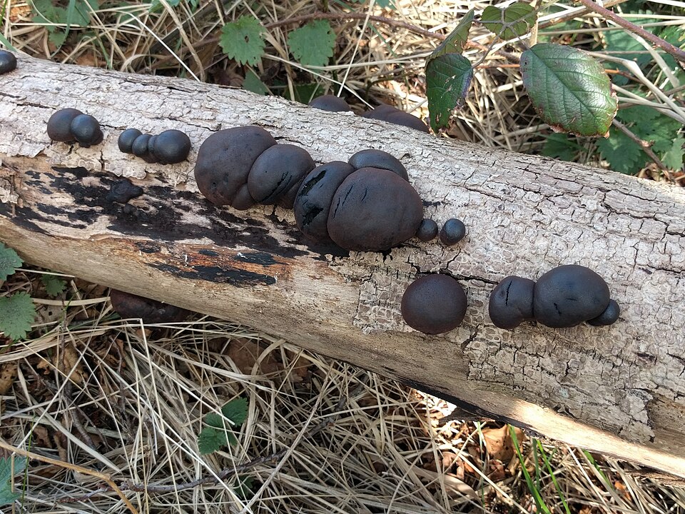 La daldinie concentrique (Daldinia concentrica)