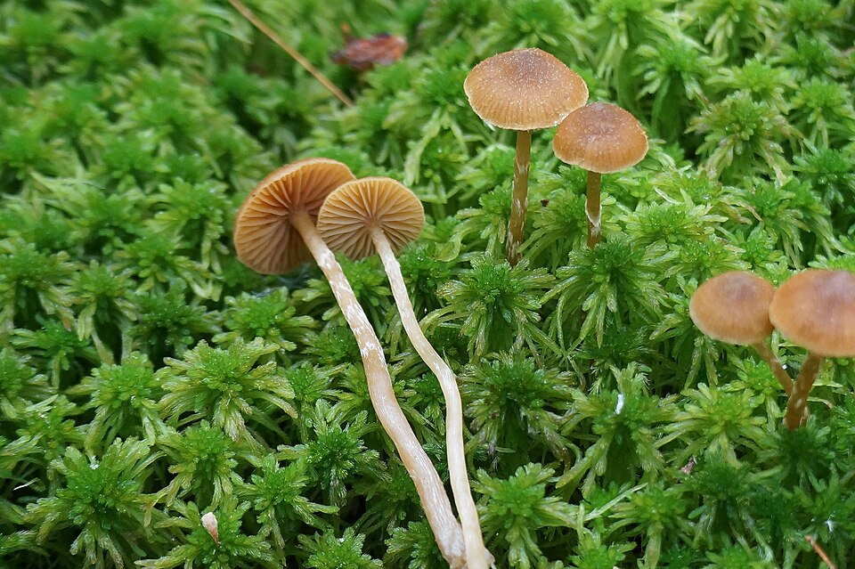 La clochette (ou galère) des tourbières (Galerina paludosa)