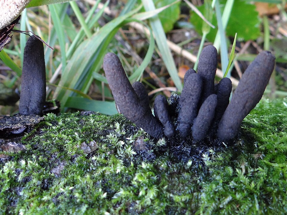 Le doigt des morts (Xylaria longipes)