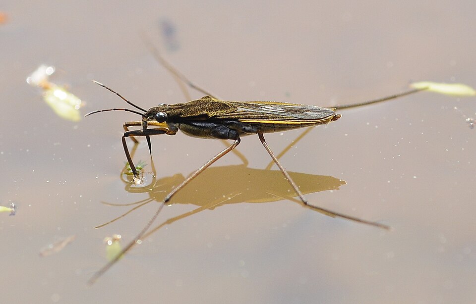Le gerris (Gerris lacustris)