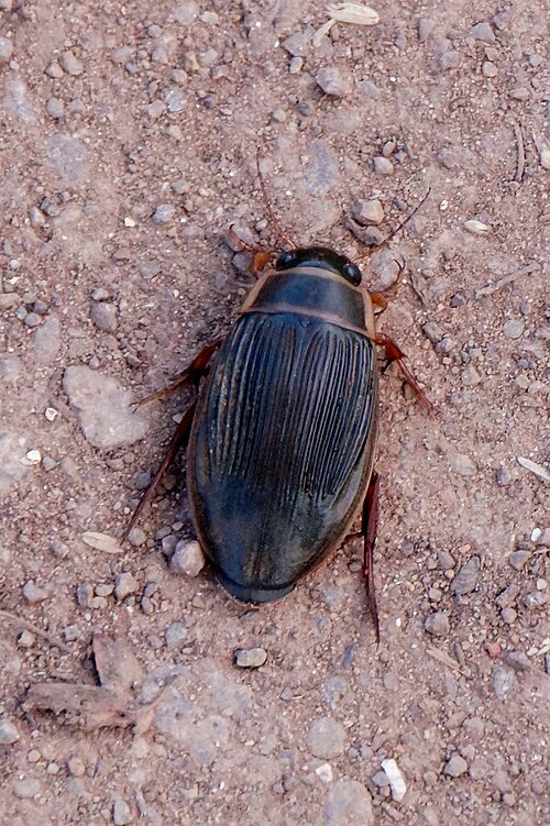 Le dytique (Dytiscus marginalis)