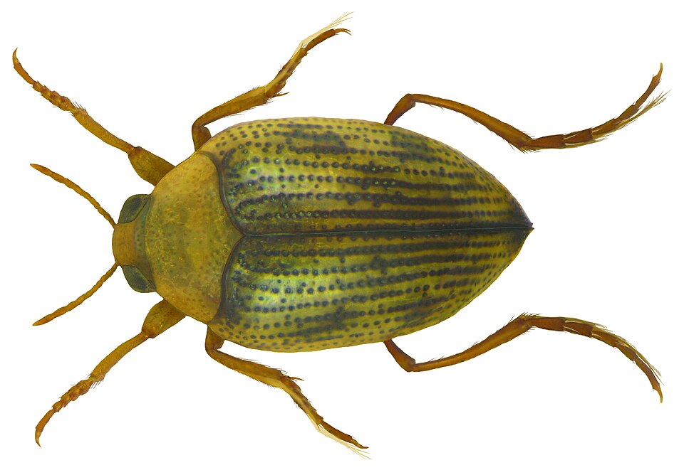 Le haliplus (Haliplus ruficollis)
