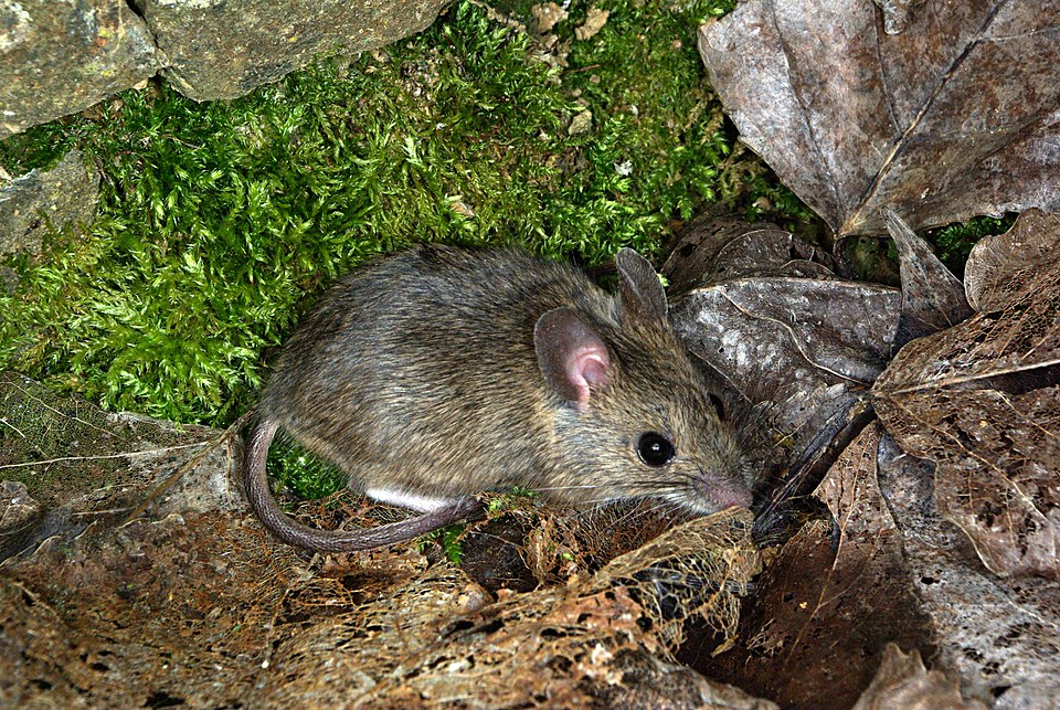 Le mulot gris ou mulot sylvestre (Apodemus sylvaticus)