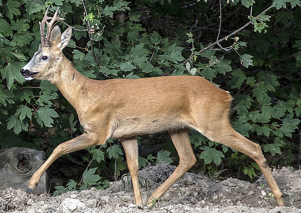 Le chevreuil (Capreolus capreolus)