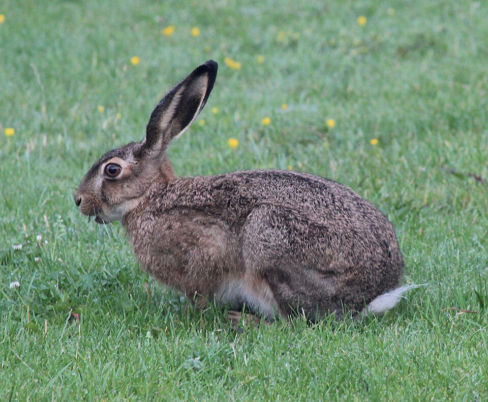 Le lièvre d'Europe (Lepus europaeus)
