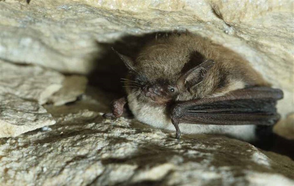 Le murin à moustaches (Myotis mystacinus)