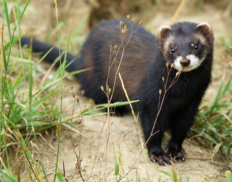 Le putois (Mustela putorius)