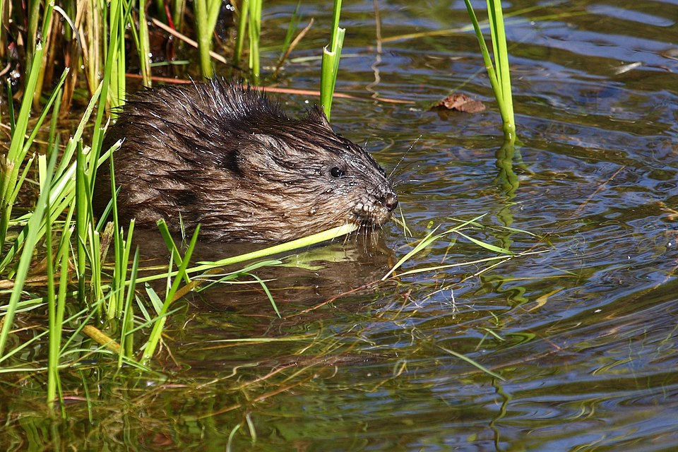Le rat musqué (Ondatra zibethicus)