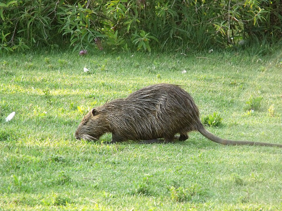 Le ragondin (Myocastor coypus)