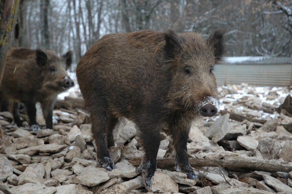 Le sanglier (Sus scrofa)