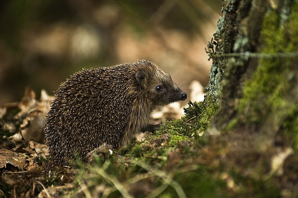 Le hérisson d’Europe (Erinaceus europaeus)