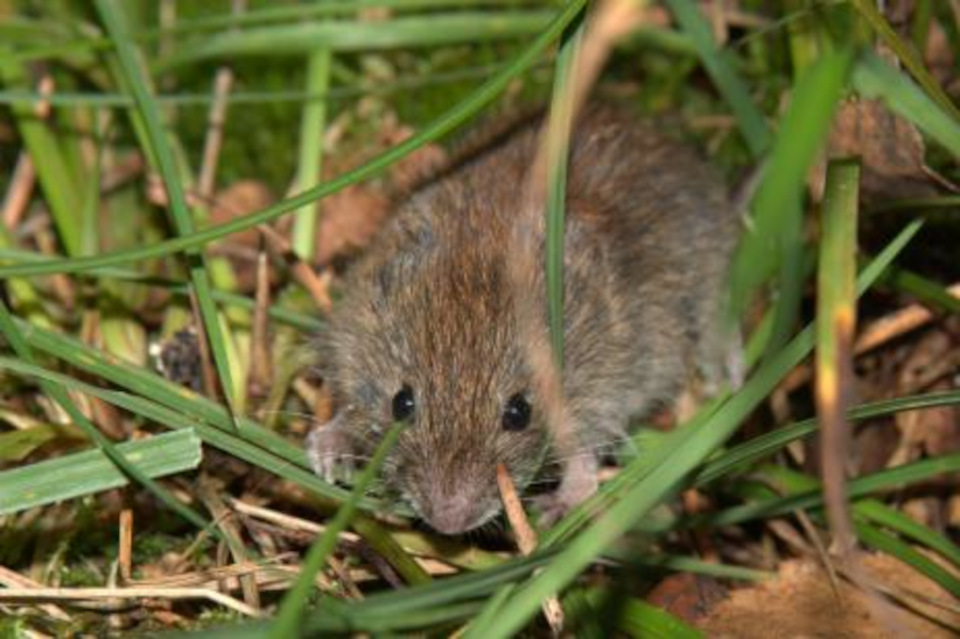 Le campagnol roussâtre (Clethrionomys glareolus)