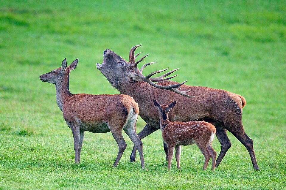 Le cerf élaphe (Cervus elaphus)