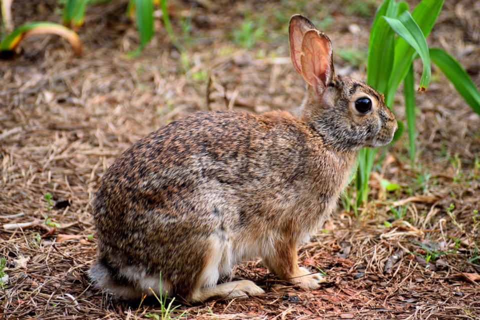 Le lapin de garenne (Oryctolagus cuniculus)