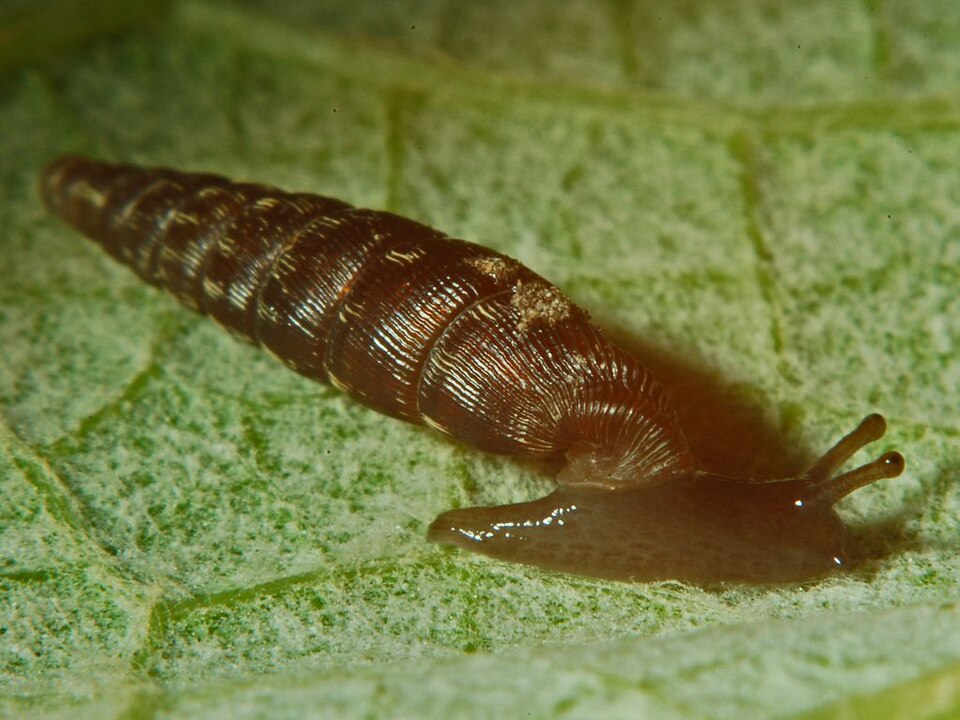 La clausilie allongée (Clausilia bidentata crenulata)