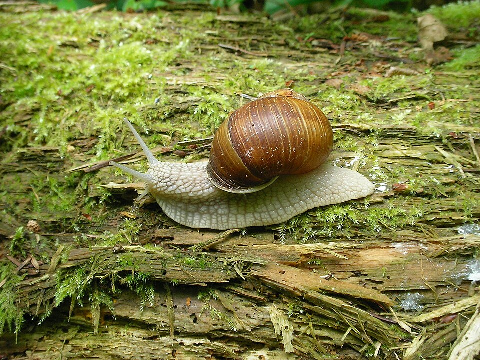 L’escargot de Bourgogne (Helix pomatia)