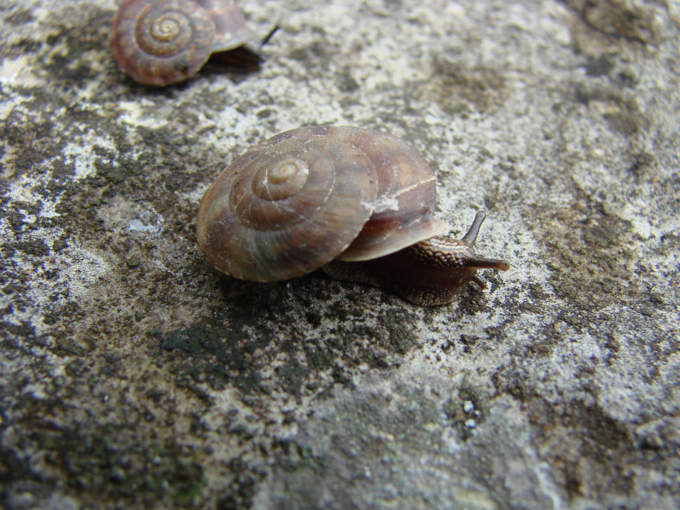 La soucoupe commune (Helicigona lapicida)