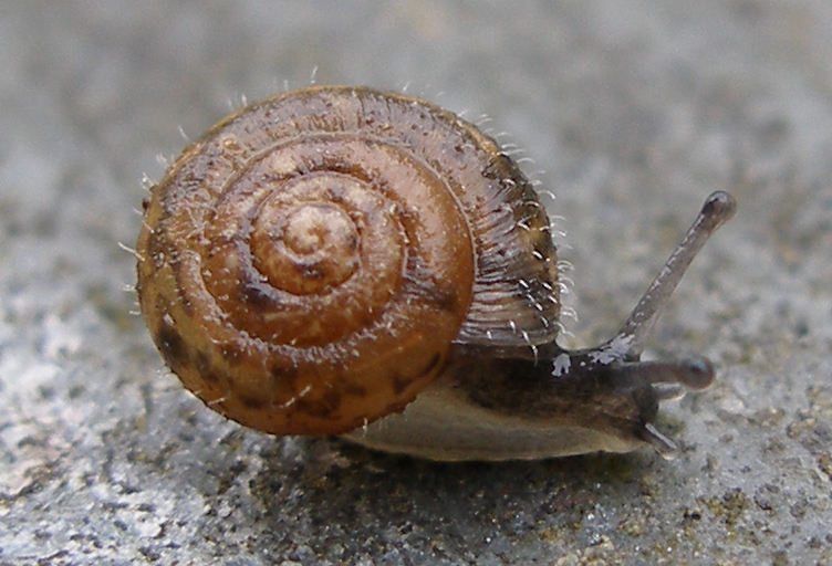 La veloutée commune (Trochulus hispidus)