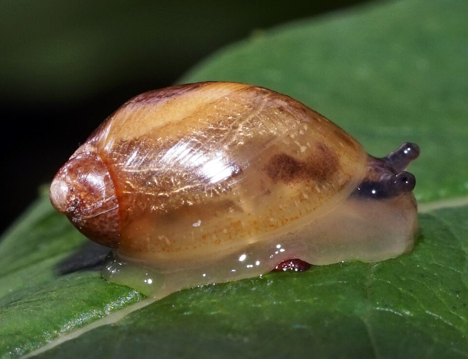 L’ambrette commune (Succinea putris)