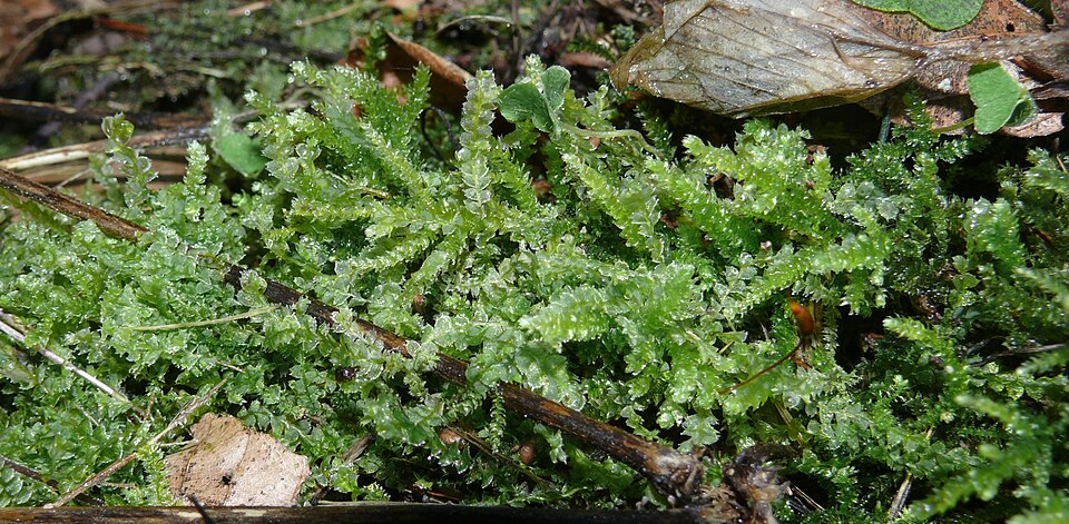 Lophocolea bidentata