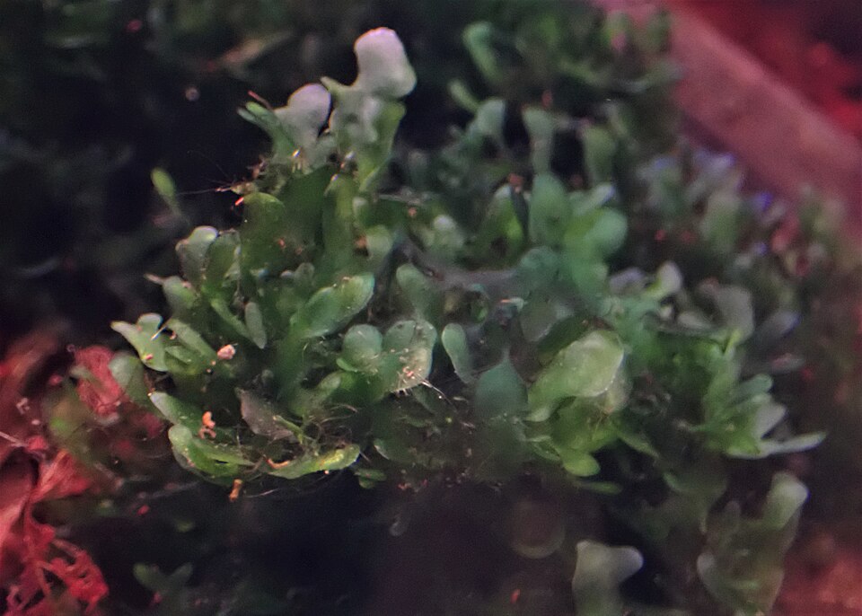 Lophocolea bidentata