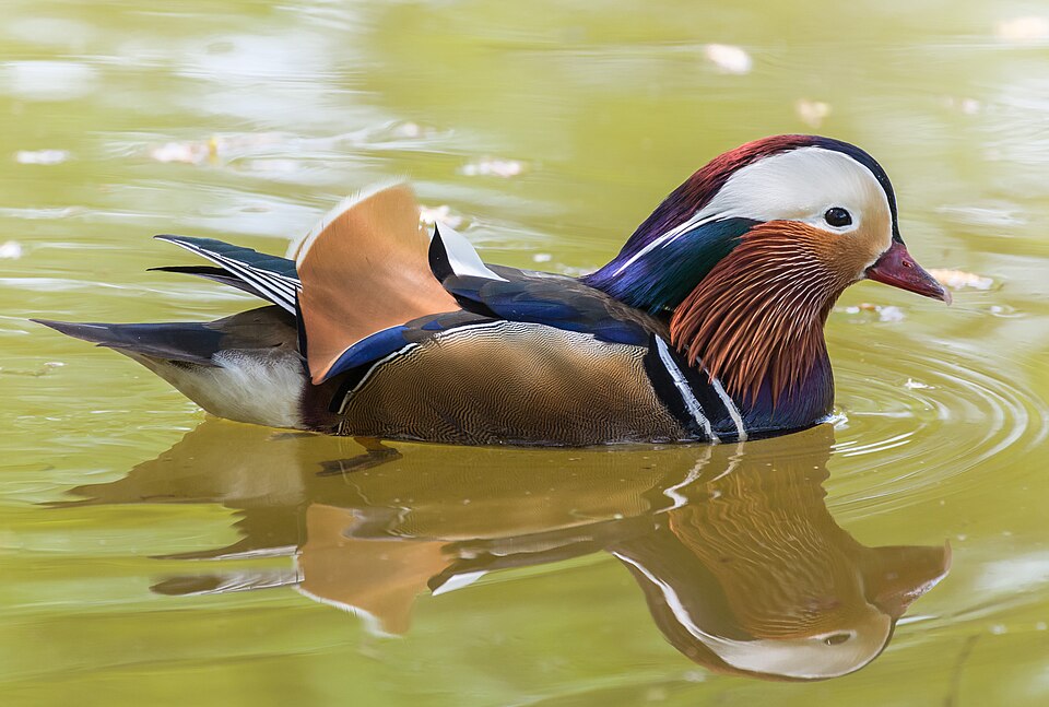 Le canard mandarin (Aix galericulata)