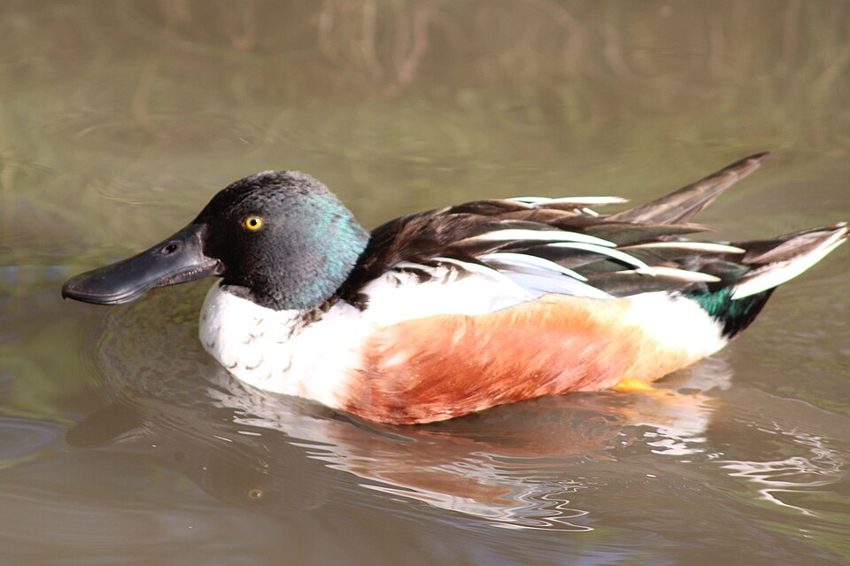 Le canard souchet (Spatula clypeata)