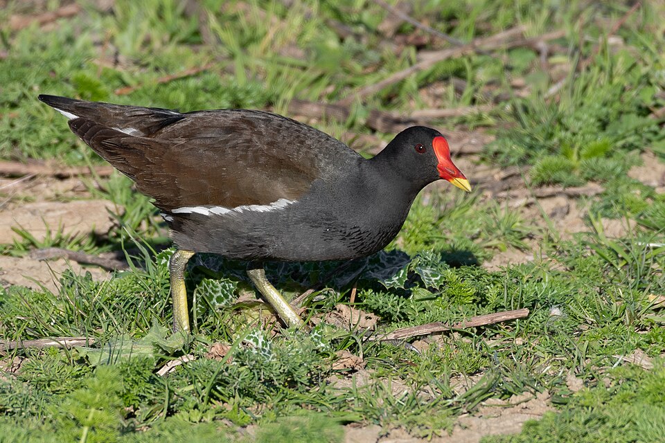 La poule d'eau (Gallinula chloropus)