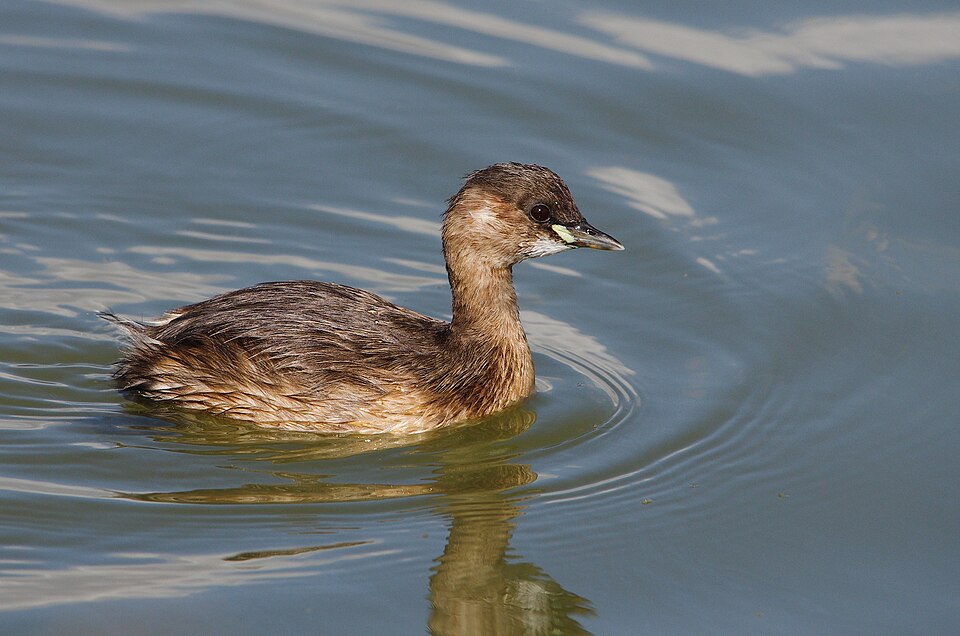 Le grèbe castagneux (Tachybaptus ruficollis)
