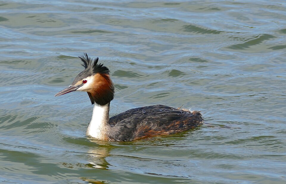 Le grèbe huppé (Podiceps cristatus)
