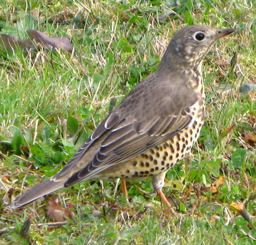 La grive draine (Turdus viscivorus)