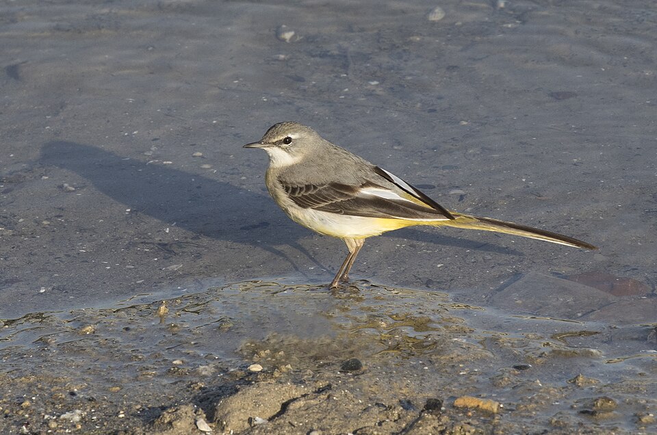 bergeronnette des ruisseaux (Motacilla cinerea)