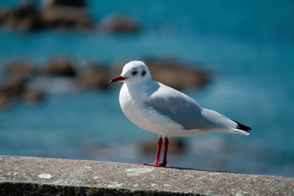 La mouette rieuse (Chroicocephalus ridibundus)
