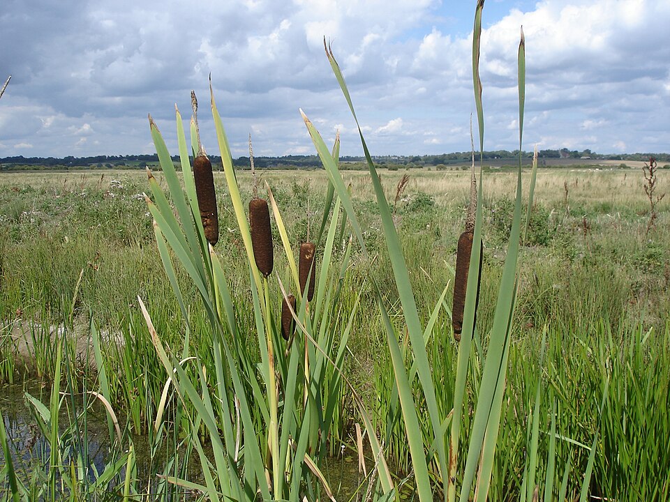 La typha massette (Typha latifolia)