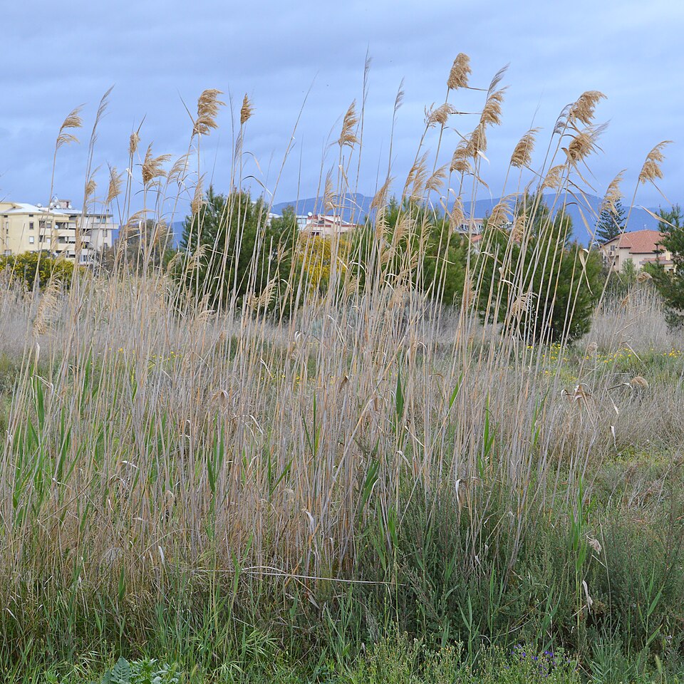 Le roseau commun (Phragmites australis)